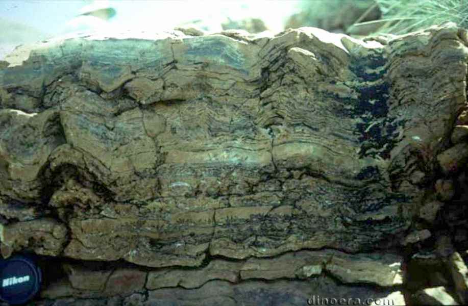 Dresser Formation 11 stromatolites cc