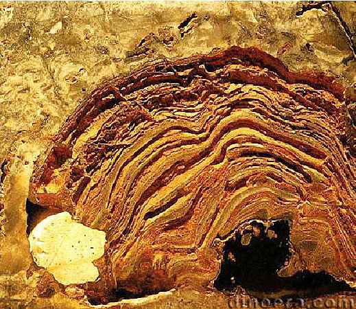 Dresser Formation 21 Stromatolite cc