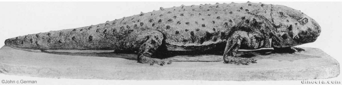 Hypsognathus fenneri