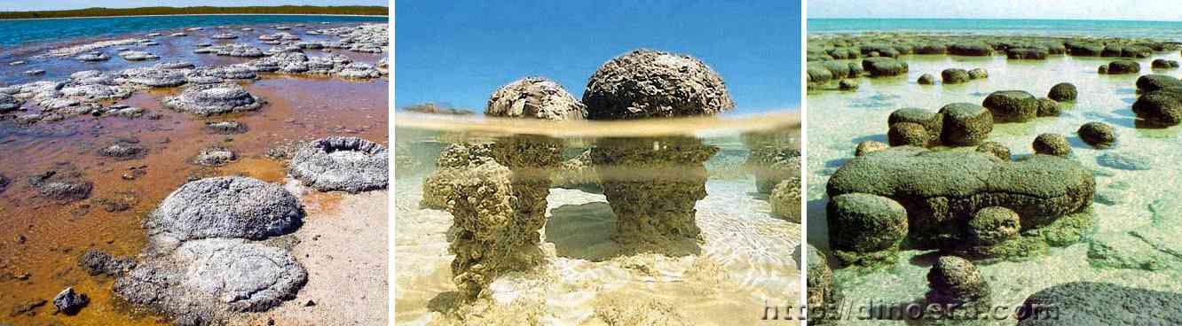 Stromatolites modern