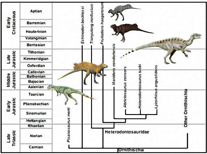 10 Heterodontosauridae 04 cc