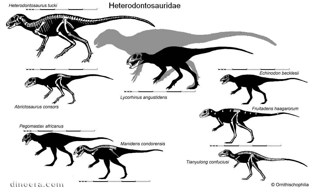 1 Heterodontosauridae
