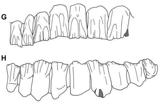 6 Heterodontosaurus tucki 54 cc