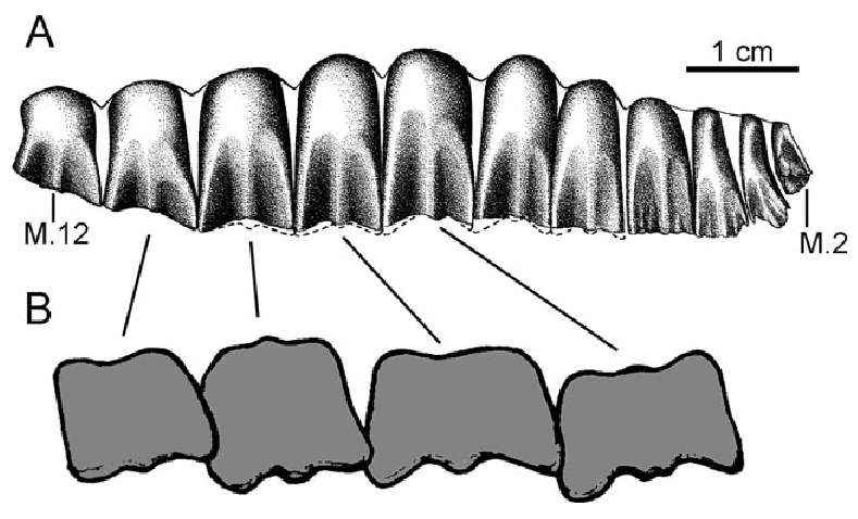 7 Heterodontosaurus tucki 53 cc