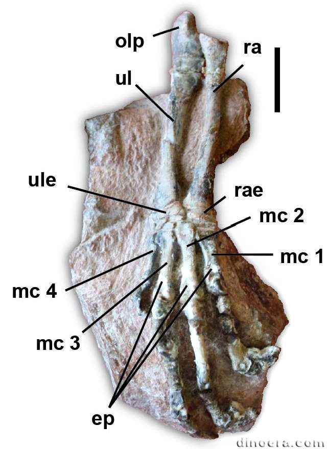 8 Heterodontosaurus tucki 48 cc