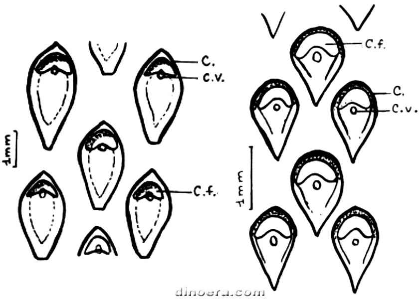 Abacodendron jacquei 01-02 cc