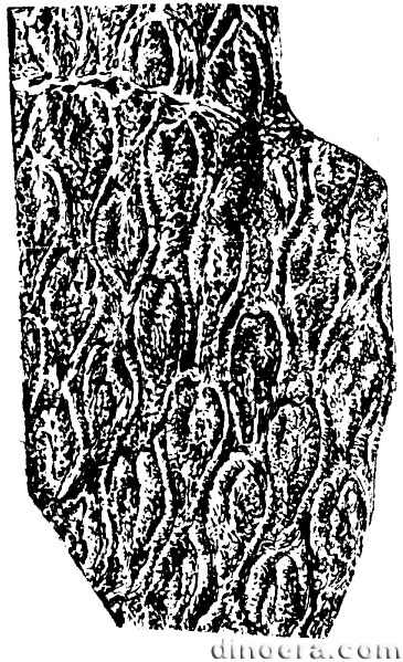 Abacodendron lutuginii 01 cc