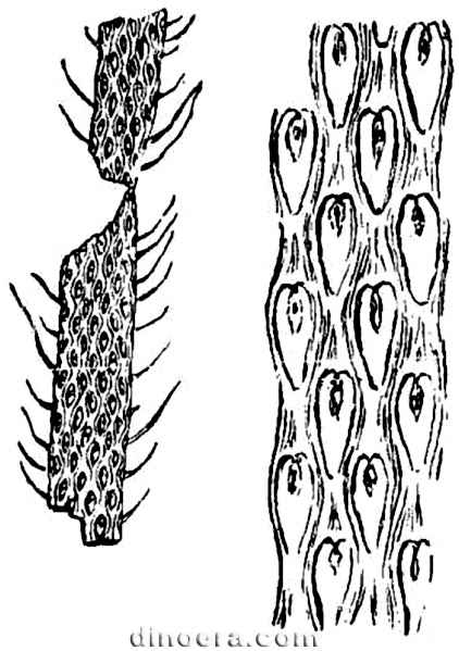 Abacodendron minutum 01 cc