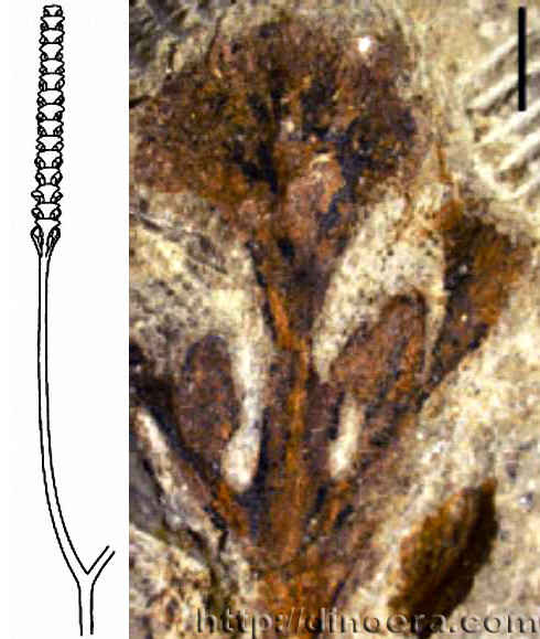 Adoketophyton subverticillatum