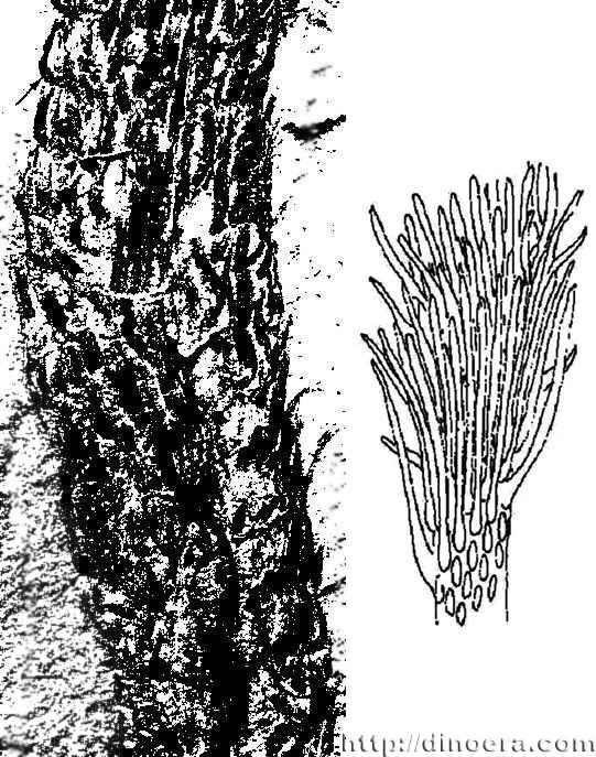 Baragwanathia subulifolia