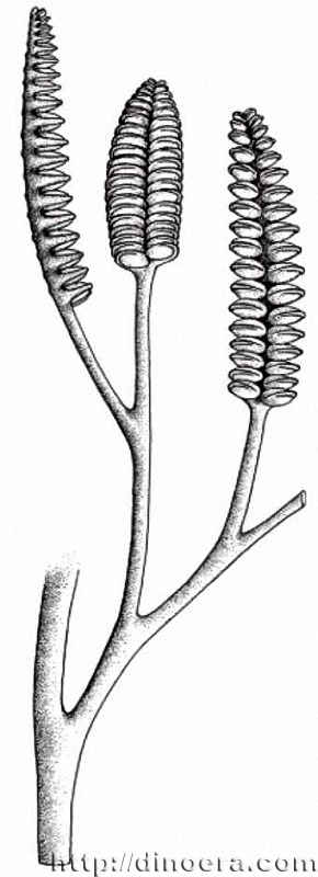 Barinophyton citrulliforme