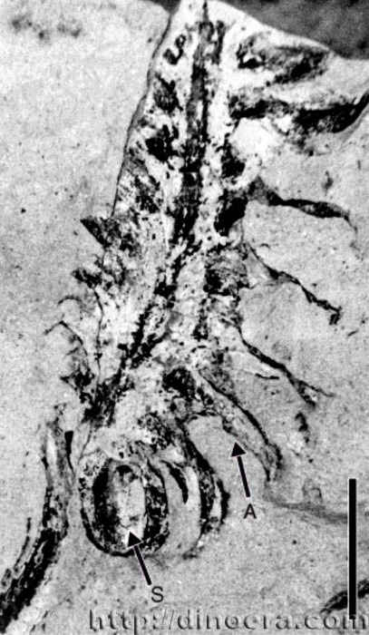 Barinophyton citrulliforme