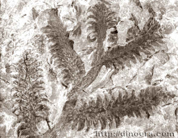 Barinophyton obscurum