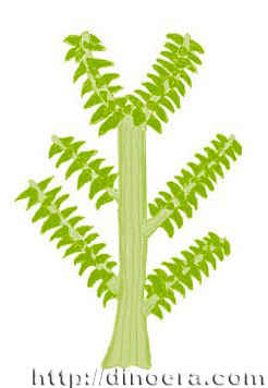 Barinophyton obscurum
