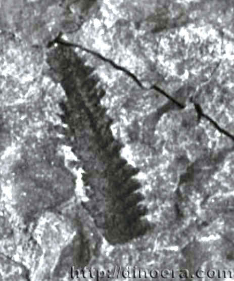 Barinophyton sibericum