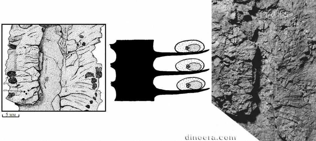 Bodeostrobus bennholdii 01-02-03 cc
