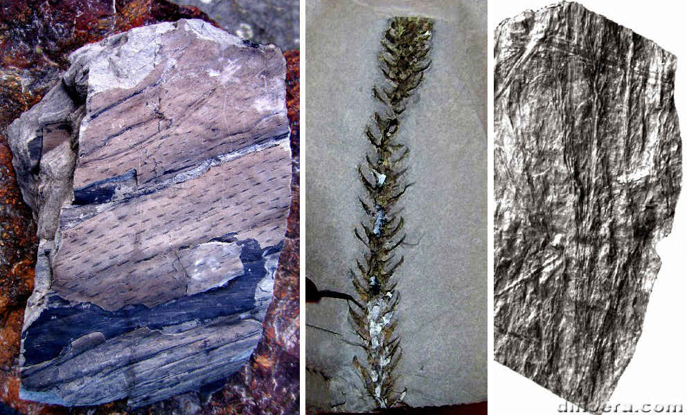 Bothrodendron 04-05-06 cc