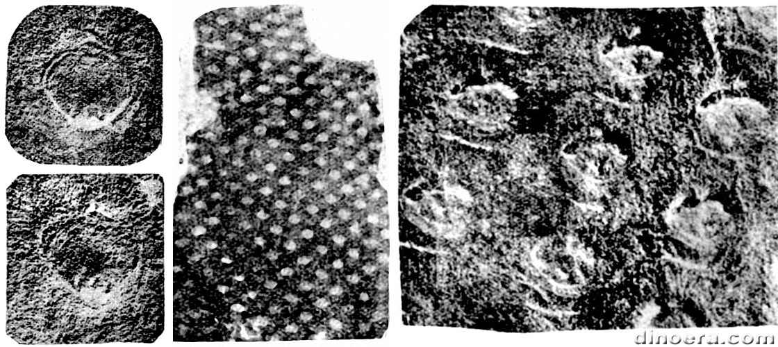 Bothrodendron circulare 01-04-08 cc