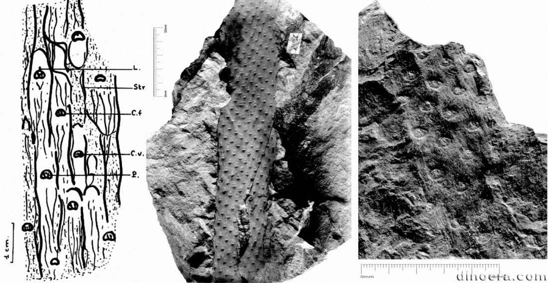 Bothrodendron deperetii (kidstoni) 01-03 cc