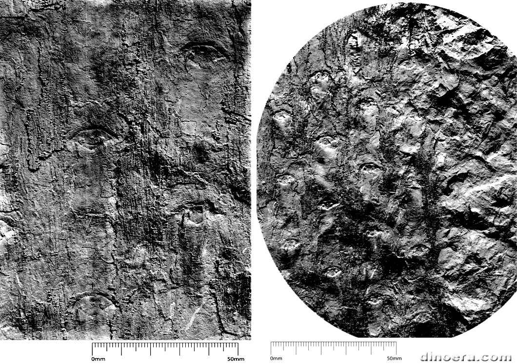 Bothrodendron majus 01-02 cc