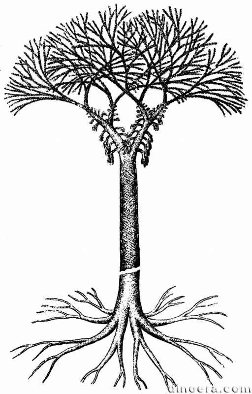 Bothrodendron minutifolium 01 cca