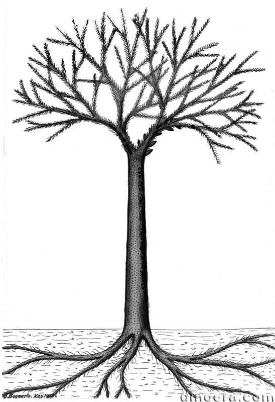 Bothrodendron minutifolium 01 head