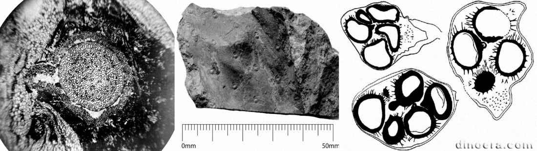 Bothrodendron mundum 02-03-04 cc