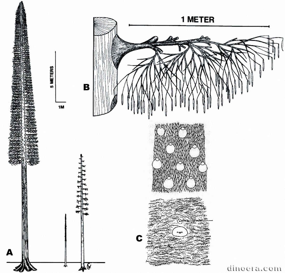 Bothrodendron punctatum 05-06-07-08 cc