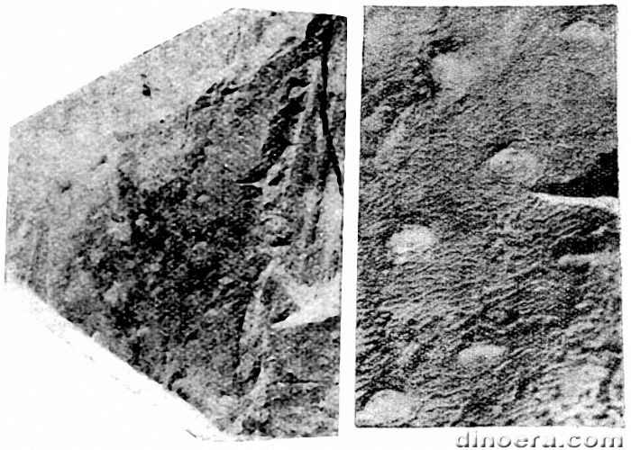 Bothrodendron reticulatum 01-02 cc