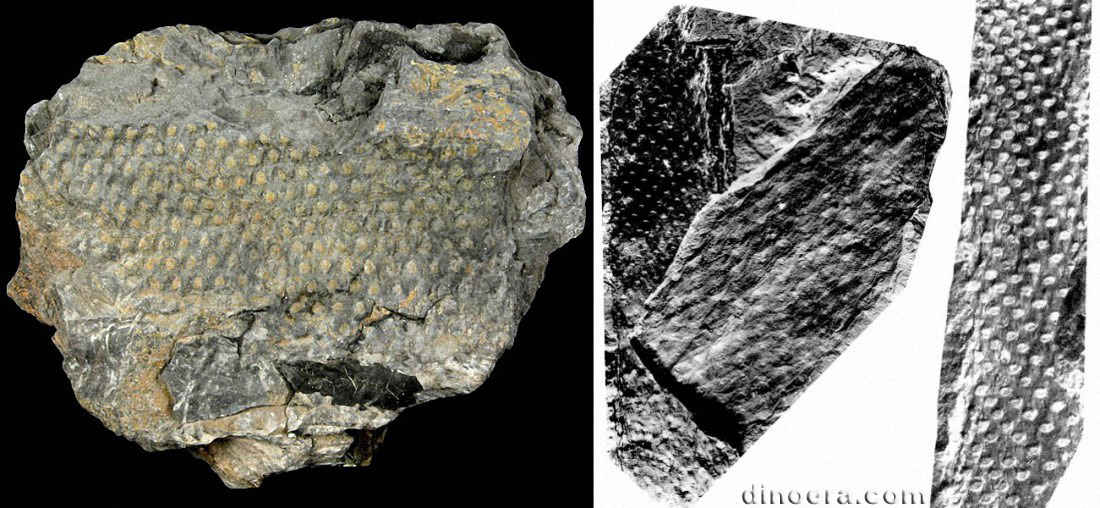 Bothrodendron ruchengense 01-02-03 cc
