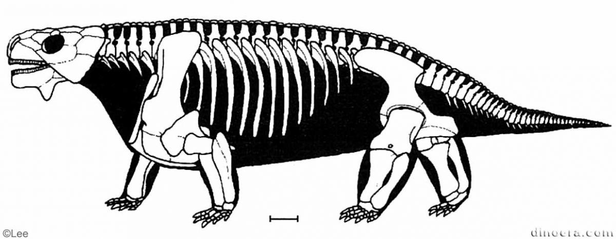 Bradysaurus