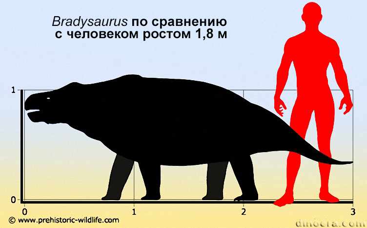 Bradysaurus 
