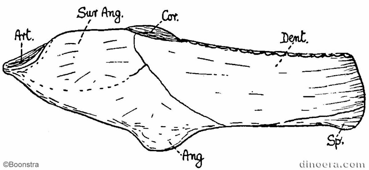 Bradysaurus acutirostris