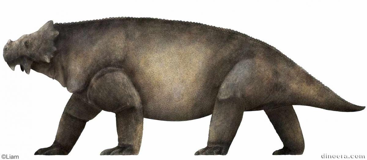 Bradysaurus baini