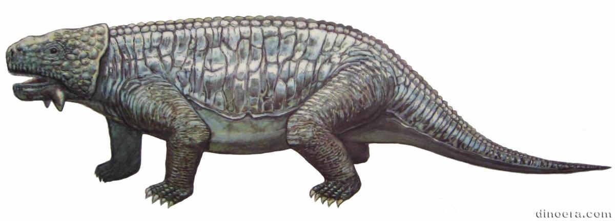Bradysaurus baini