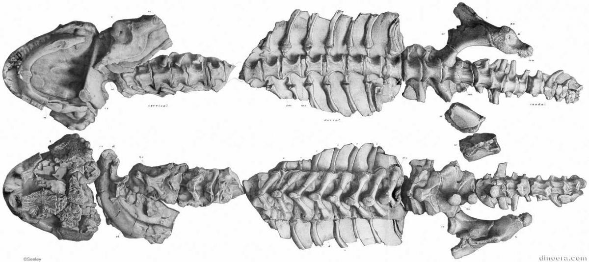 Bradysaurus bombidens