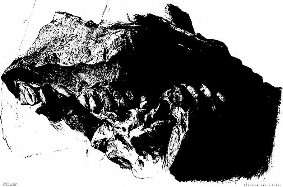 Bradysaurus bombidens