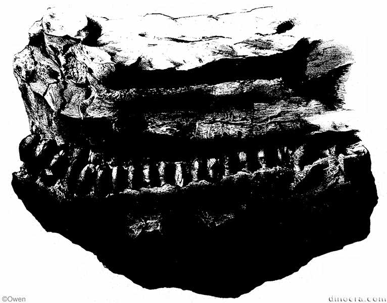 Bradysaurus bombidens