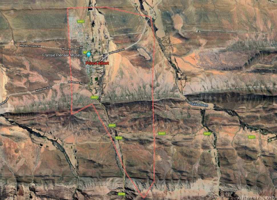 Bradysaurus bombidens - Prince Albert