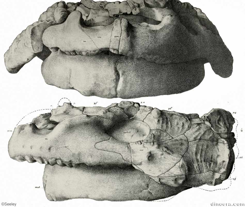 Bradysaurus bombidens