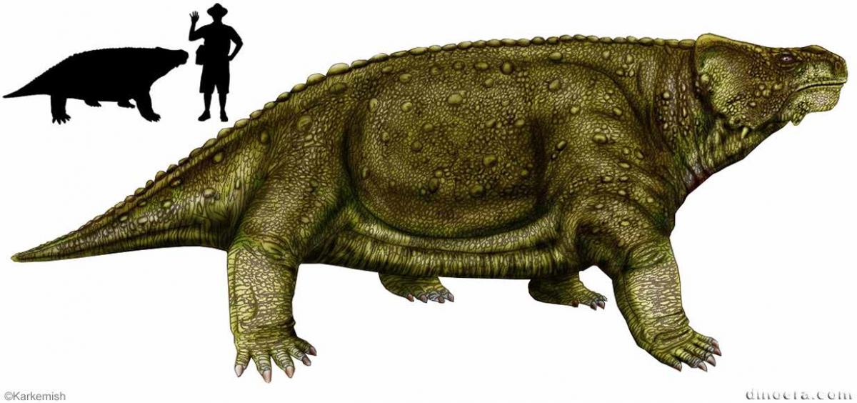 Bradysaurus seeleyi 