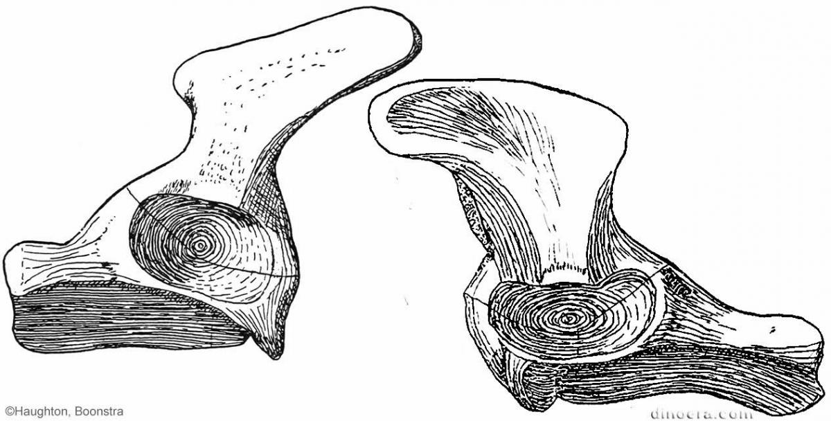 Bradysaurus seeleyi