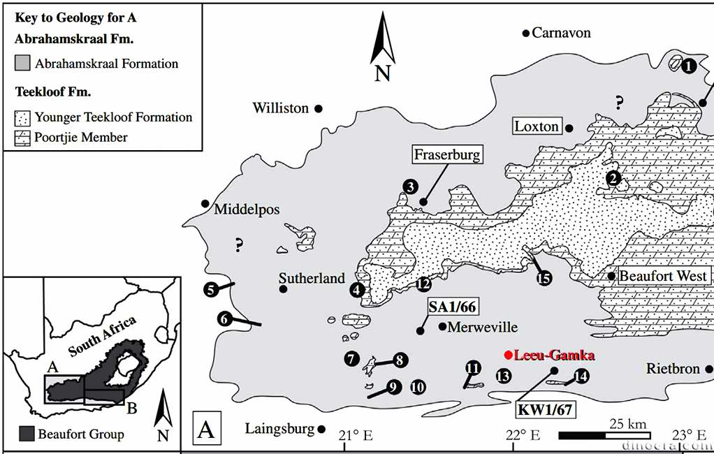 Bradysaurus whaitsi - Leeu Gamka