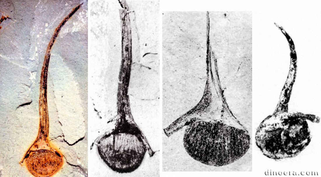 Bustia ludovici 01-02-03-04 cc.jpg