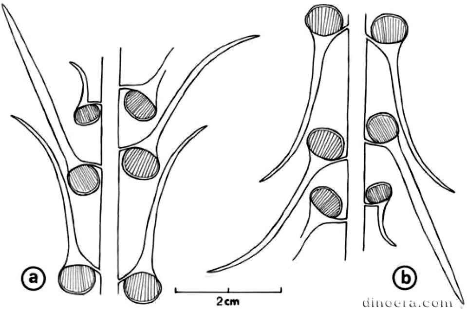 Bustia ludovici 05 cc.jpg