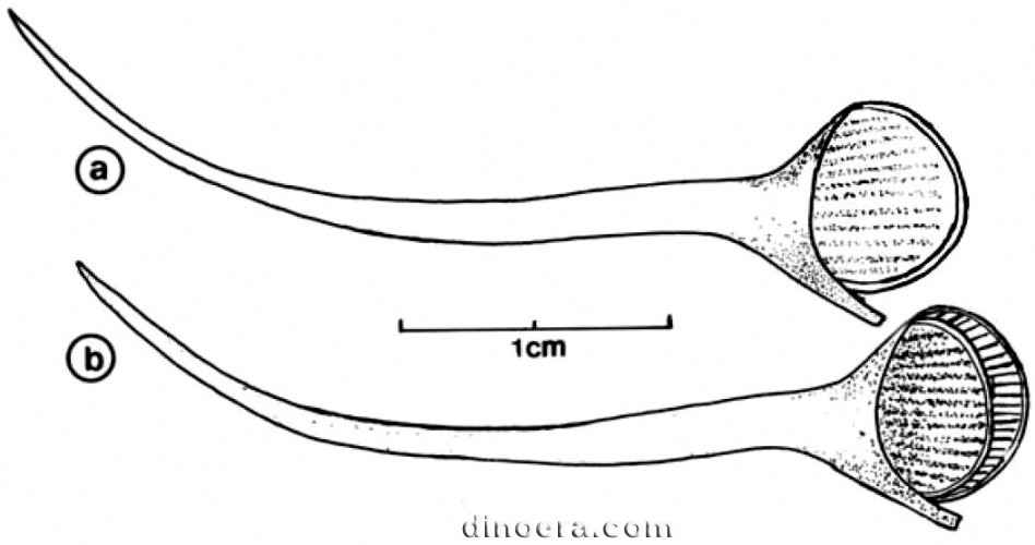 Bustia ludovici 06 cc