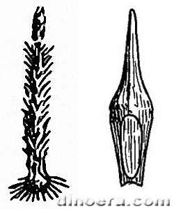 Chinlea campii 01-02 cc