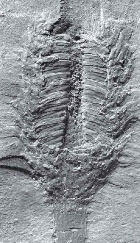 Clevelandodendron obioensis 01