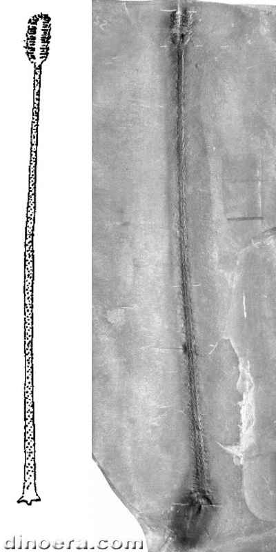 Clevelandodendron ohioensis 02-03