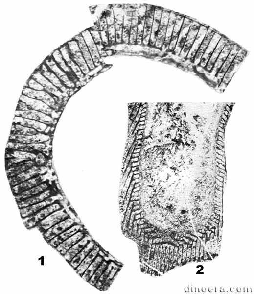 Compositocyathus chuludensis 01